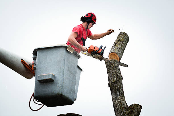 Reliable Cassopolis, MI Tree Removal Services Solutions